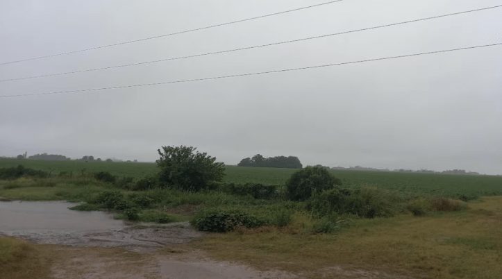 Lluvias dispares marcan el tramo final de la campaña gruesa y condicionan la&nbsp;cosecha