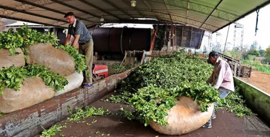 La producción regional de yerba logra un hito exportador con su llegada al mercado&nbsp;asiático