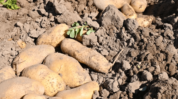 El cultivo de papa en Río Negro muestra rendimientos potenciales de hasta 100 toneladas por&nbsp;hectárea