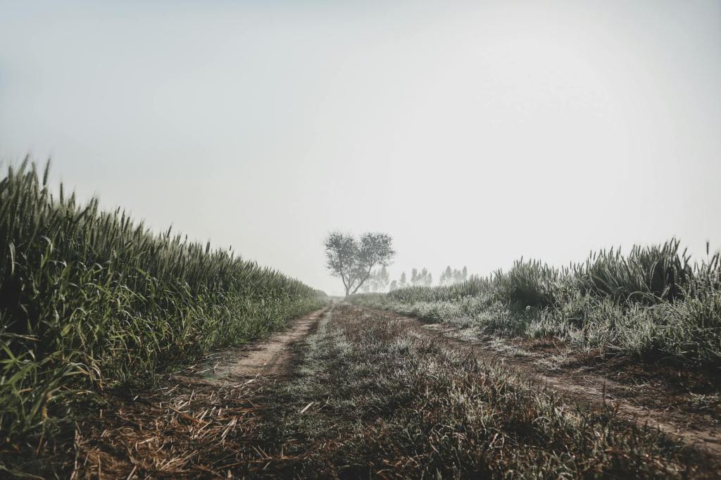 Emergencia agropecuaria oficializada en Chubut, Santa Cruz y&nbsp;Mendoza